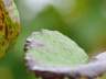 Gouttes d'eau sur une feuille de vigne