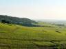 Vue sur les vignes de Bourgogne l'été