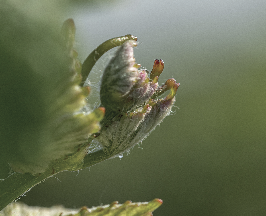 bourgeon de vigne domaine mongeard mugneret