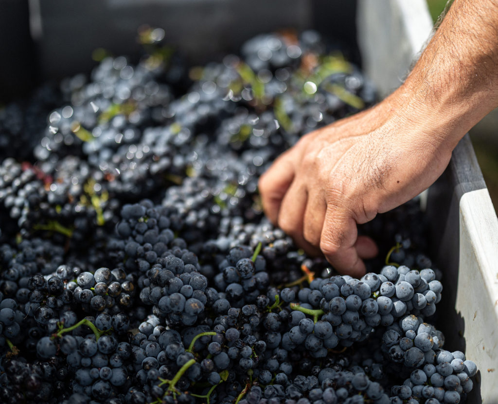 photo main dans caisse vendange mongeard mugneretjpg