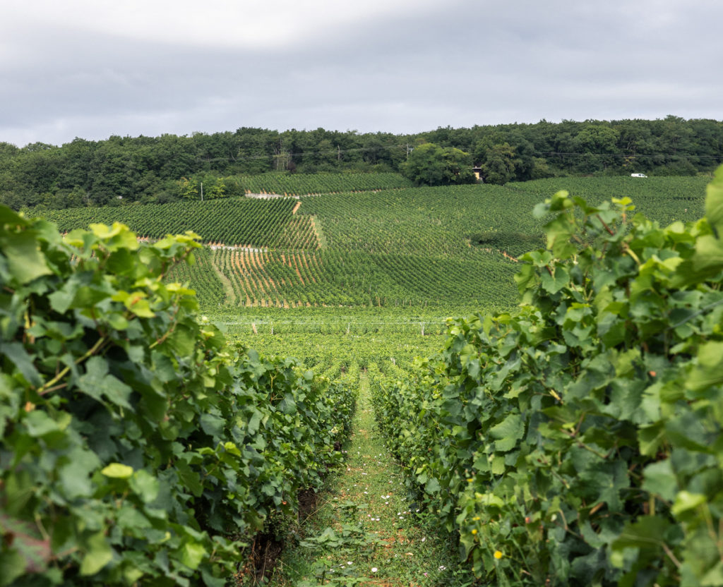 vignes du domaine monegard mugneret