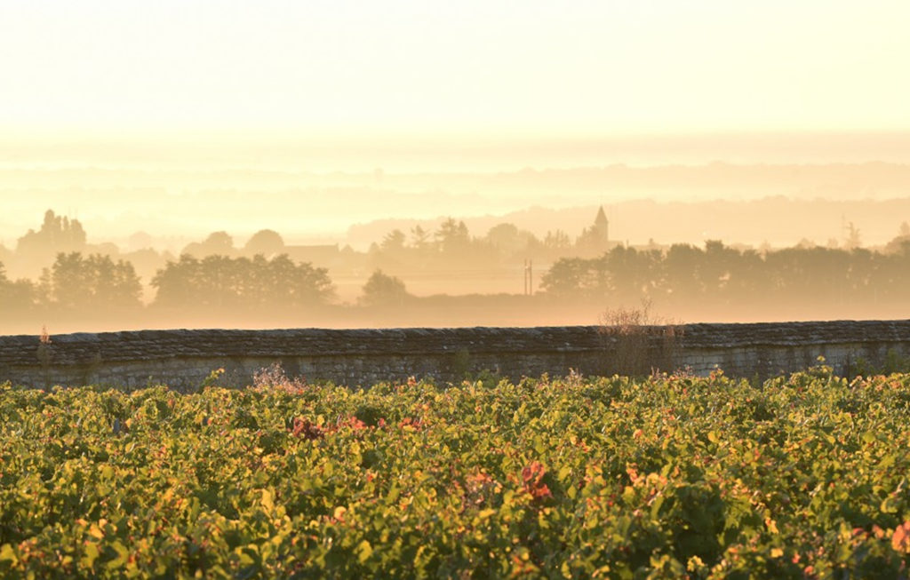 vignes matin domaine mongerad mugneret