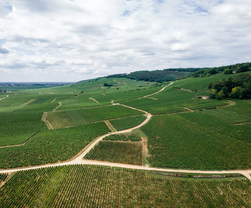 vignes2 du domaine monegard mugneret