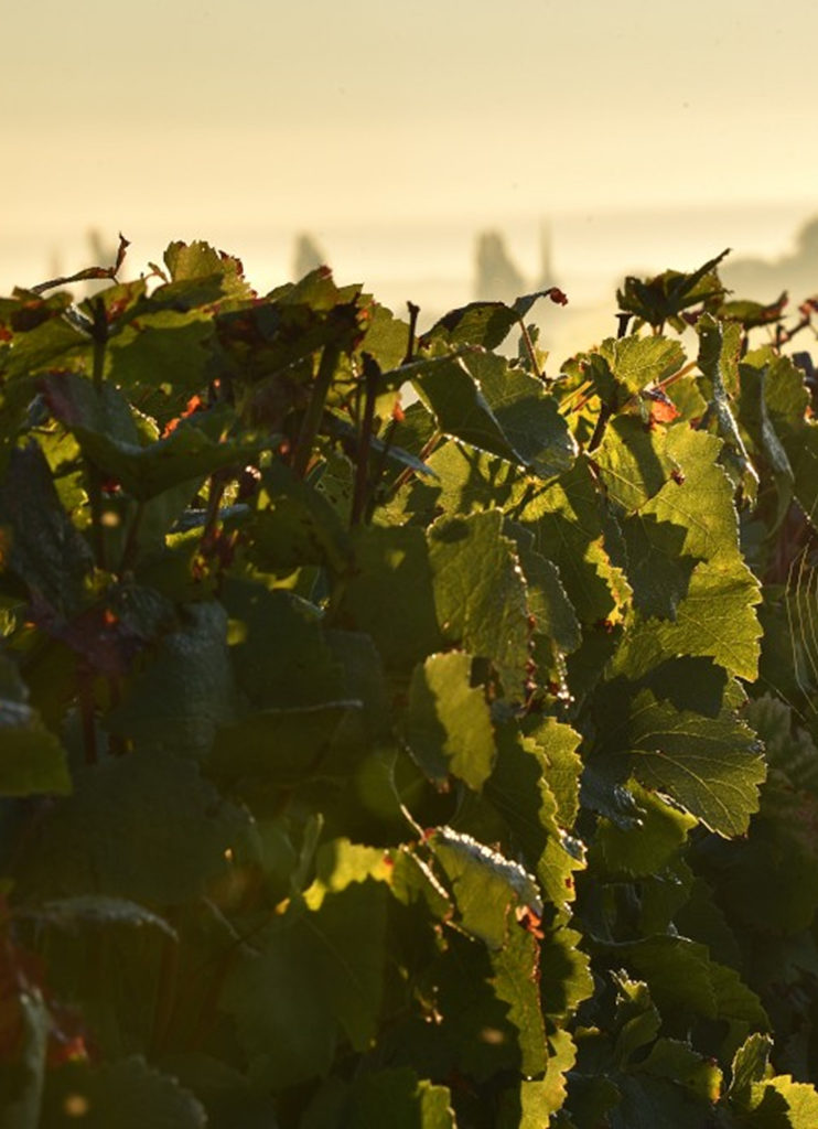 vignes2 matin domaine mongerad mugneret