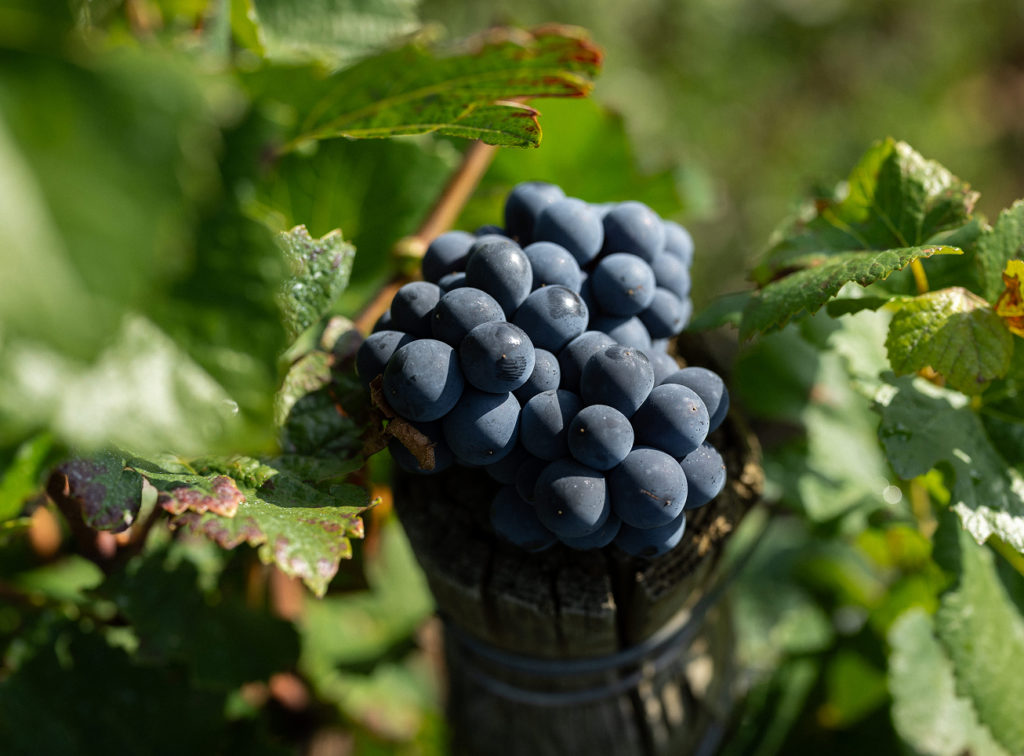 07 art empreinte mongeard