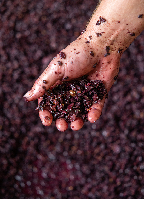 domaine mongeard mugneret vinification pinot 4